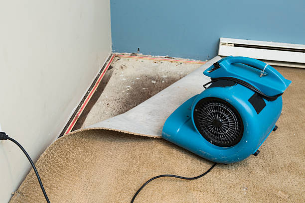 Best Mold removal after water damage  in Johnsonville, SC